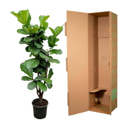 Feigenbaum – Ficus Lyrata – ca. 170cm hoch – Ø32cm – Geigenfeige als imposante Zimmerpflanze – XXL Grünpflanze mit großen Blättern – Dekorative Pflanze für Wohnzimmer & Büro