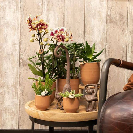 Glasierter Blumentopf Cognac Zimmerpflanze Ø12cm – blühende Orchidee für Wohnzimmer, Büro & helle Standorte kaufen