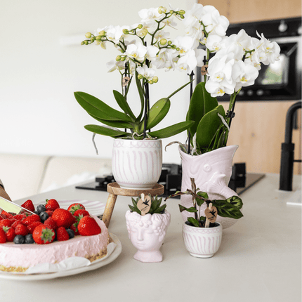 Fisch Topf – Rosa – Ø9cm – Keramik Übertopf in Fischform – Stilvoller Blumentopf für Zimmerpflanzen & Sukkulenten