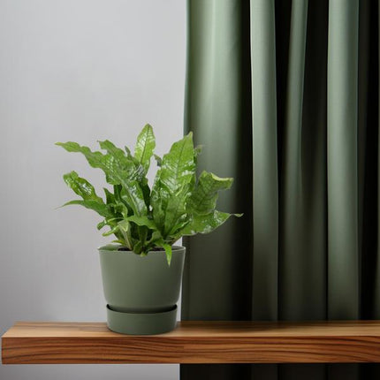 Krokodilfarn – Microsorum Crocodyllus – tropische Zimmerpflanze – Ø12cm – ca. 30cm hoch – dekorativer Farn für Innenräume