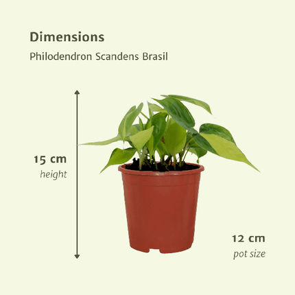 Baumfreund – Philodendron scandens „Brasil“ – 4 Pflanzen – Ø12cm – Höhe ca. 15cm – Pflegeleichte Zimmerpflanzen – Rank- & Hängepflanzen mit zweifarbigem Blattmuster