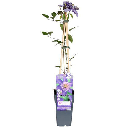 Waldrebe Clematis Multi Blue Kletterpflanze Ø15cm ↕65cm – winterharte Pflanze für Garten, Balkon, Terrasse, Kübel & Beet online kaufen