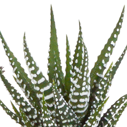 Sukkulenten & Kakteen Mix – 15 Pflanzen Ø5,5cm Zimmerpflanzen im weißen Glas – Verschiedene Mini-Sukkulenten & Kakteen – Pflegeleichte Pflanzen für Fensterbank, Büro & Wohnzimmer