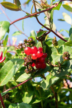 Wald – Geißblatt – Lonicera periclymenum 'Serotina' – 3 Pflanzen – Ø15cm – ca. 65cm hoch – Duftende Kletterpflanze mit rosa