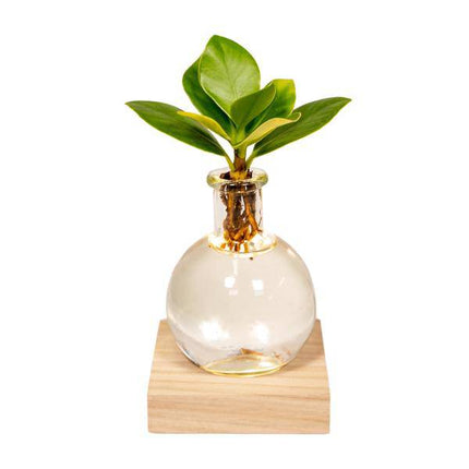 Clusia Hydroponie – Pflanze im Samoa Glas mit LED – Beleuchtung Zimmerpflanze Ø4cm – pflegeleichte Grünpflanze für Wohnzimmer, Büro & helle Standorte