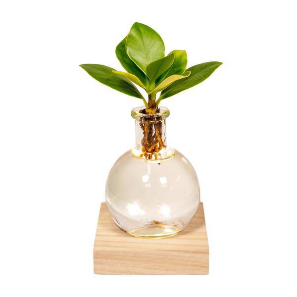 Clusia Hydroponie – Pflanze im Samoa Glas mit LED – Beleuchtung Zimmerpflanze Ø4cm – pflegeleichte Grünpflanze für Wohnzimmer, Büro & helle Standorte