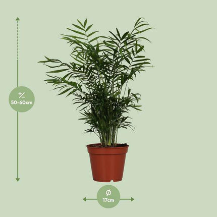 Mexikanische Bergpalme – Chamaedorea elegans – Zimmerpflanze – Ø17cm – 55cm hoch – pflegeleichte luftreinigende Grünpflanze für Wohnzimmer & Büro