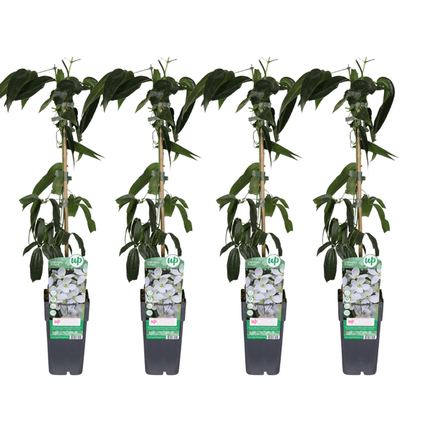 Clematis armandii Armands Waldrebe 4 Pflanzen – Immergrüne Kletterpflanze – Ø15cm ↕65cm – Duftende weiße Blüten im Frühling – Rankpflanze für Garten, Zaun & Pergola