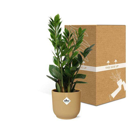 Glücksfeder Zamioculcas – 45-50cm Zimmerpflanze inkl. Ziertopf Vibes Fold Gelb Ø14cm – Pflegeleichte Grünpflanze mit glänzenden Blättern – Für Wohnzimmer, Büro & schattige Standorte
