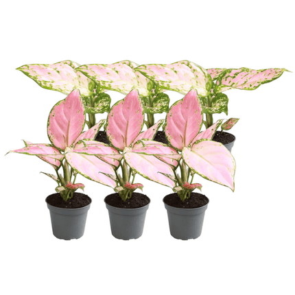 Kolbenfaden Aglaonema Mix – 6 Zimmerpflanzen – 3x Aglaonema Rote Valentine & 3x Aglaonema Roter Zirkon – Pflegeleicht & dekorativ