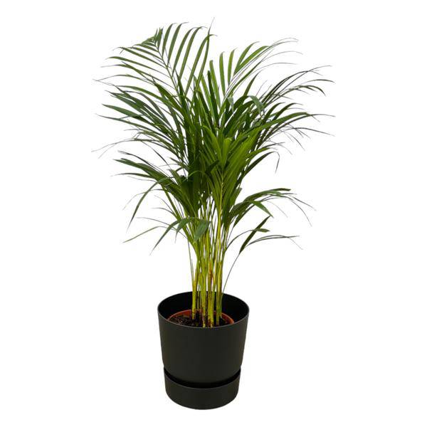 Areca Palme – Betelpalme – ca. 85cm Höhe – Zimmerpflanze luftreinigend – inkl. Schwarzem Blumentopf Ø24xH23 – Pflanztopfgröße Ø19cm