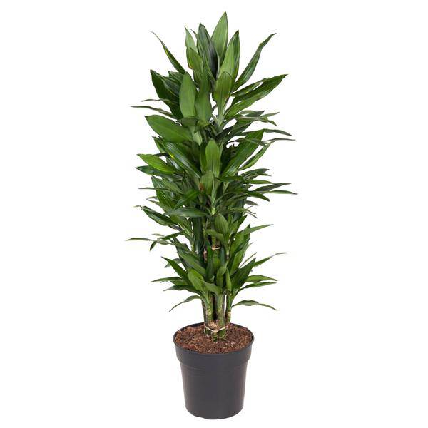Drachenbaum – Dracaena Janet Lind 110cm – Ø27cm – Elegante Zimmerpflanze mit glänzend dunkelgrünen Blättern – Pflegeleichte Grünpflanze für Büro, Wohnzimmer & Wintergarten