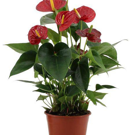 Flamingoblume – Anthurium Success Rot – Zimmerpflanze – Mit transparenter Hülle – Elegante Geschenkidee – Exotische Blüten – Pflegeleicht für Innenräume