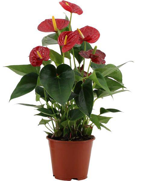 Flamingoblume – Anthurium Success Rot – Zimmerpflanze – Mit transparenter Hülle – Elegante Geschenkidee – Exotische Blüten – Pflegeleicht für Innenräume