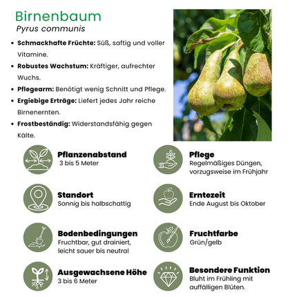 Bio Birnenbaum – Pyrus – Ø20 cm – ca. 60 cm hoch – Obstbaum für Garten & Balkon – pflegeleicht & gesund