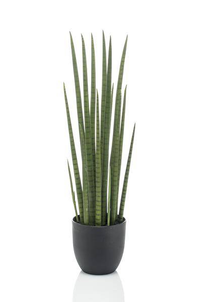 Kunstpflanze Sansevieria Cylindrica – Frauenzunge 70cm – Täuschend echt & pflegefrei – Dekorative Kunst-Zimmerpflanze für Wohnung & Büro – Nachhaltig & langlebig