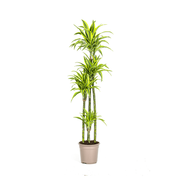 Drachenbaum Dracaena Deremensis Lemon Lime – Zimmerpflanze – Ø27 cm Topf – 180 cm hoch – dekorative Blattpflanze mit lebhaften Grüntönen