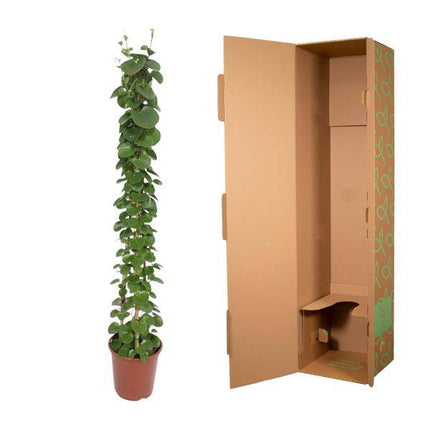 Arabischer Efeu – Cissus rotundifolia Pyramide – Zimmerpflanze – 160cm – Ø27cm – Immergrüne Kletterpflanze mit glänzenden Blättern für Wohnzimmer und Büro