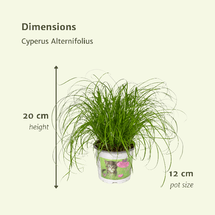 Katzengras – Cyperus Alternifolius – 4 Zimmerpflanze Ø12cm – ca. 20cm hoch – gesundes Grün für Katzen