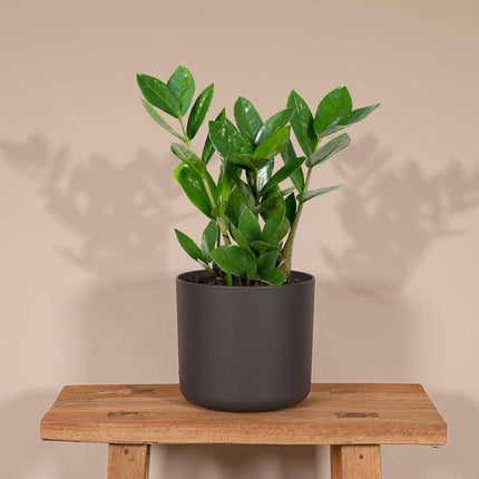 Glücksfeder Zamioculcas – Pflegeleichte Zimmerpflanze – Höhe ca. 35cm – Ø12cm – Immergrün & robust – Für Büro & Wohnung