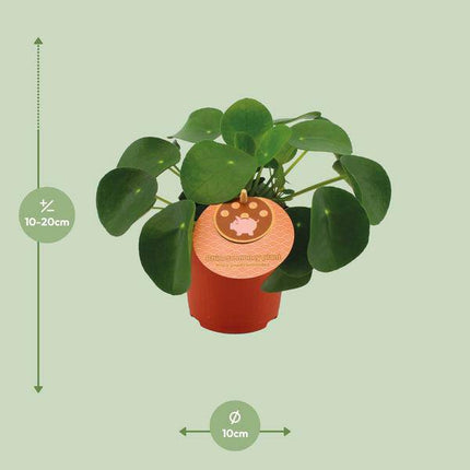 Pilea Peperomioides – Chinesischer Geldbaum – Ø11cm – ↕15cm – Zimmerpflanze mit runden Blättern – Pflegeleicht & dekorativ – Glücks- & Wohlstandspflanze