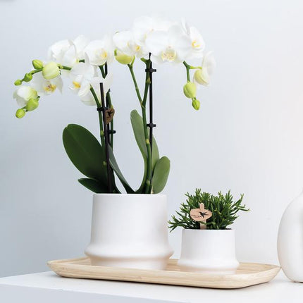 Ovales Tablett aus Bambus – 30cm – Natur-Deko für Pflanzen & Wohnaccessoires – Handlich & stilvoll – Ideal für Blumentöpfe & Pflanzensets