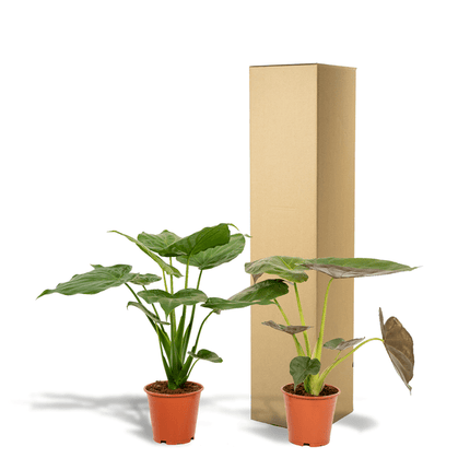 Pflanzenset – Alocasia Cucullata & Alocasia Wentii – ca. 60cm hoch – Ø19cm – Tropische luftreinigende Zimmerpflanzen – Elefantenohr für Wohnzimmer & Büro
