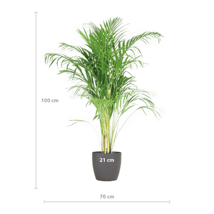 Areca-Palme Dypsis Goldfruchtpalme – Zimmerpflanze ↕100cm Ø21cm – Mit biologisch abbaubarem Viber-Topf Grau – Luftreinigende Tropenpflanze für Wohnzimmer & Büro