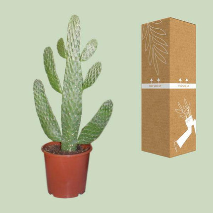 Feigenkaktus Opuntia Consolea – Zimmerpflanze Ø17cm ↕55cm – dekorativer pflegeleichter Kaktus für Wohnzimmer Büro Balkon