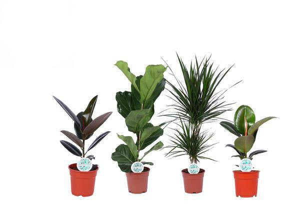 Grüner Mix Lopez – 4 Zimmerpflanzen – Ø17cm – Höhe 55-75cm – Pflegeleichte Pflanzen im Set – Raumbegrünung für Zuhause & Büro