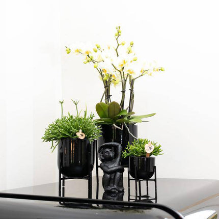 Ornament Sitzender Affe – Schwarz – Dekofigur aus Polystone – 13cm hoch – Handgefertigte Skulptur – Für Zimmerpflanzen & Interieur – Dekoration Wohnzimmer