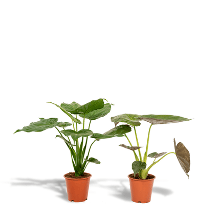 Pflanzenset – Alocasia Cucullata & Alocasia Wentii – ca. 60cm hoch – Ø19cm – Tropische luftreinigende Zimmerpflanzen – Elefantenohr für Wohnzimmer & Büro