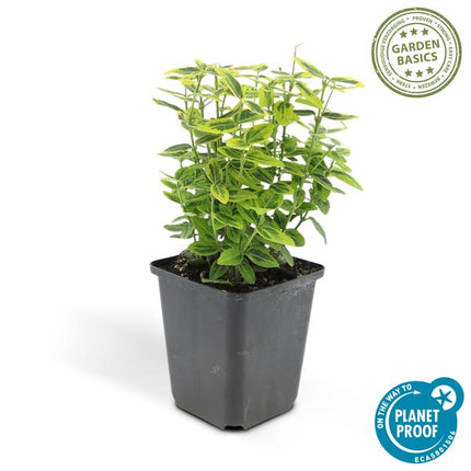Spindelstrauch Euonymus fortunei 'Emerald 'n Gold' – 6 Pflanzen – ↕10-25cm – Ø9cm – Immergrün, gelb – grünes Laub – Hecke, Beet & Solitär