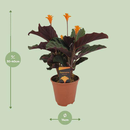 Safran-Korbmarante – Calathea Crocata – Ø14cm – ca. 40cm hoch – Exotische Zimmerpflanze mit auffälligem Blattmuster – Pflegeleichte Pflanze für Wohnzimmer, Büro & Schlafzimmer