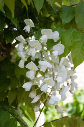 Weißer Blauregen – Wisteria floribunda 'Longissima Alba' – 2 Pflanzen – Ø15cm – ca. 65cm hoch – Winterharte Kletterpflanze mit langen weißen Blütentrauben für Garten, Pergola & Zaun