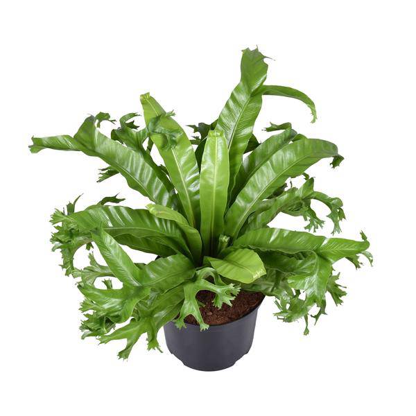 Nestfarn – Asplenium nidus Crissie – Vogelnestfarn – Zimmerpflanze – Ø23cm – ↕55cm – pflegeleicht & luftreinigend