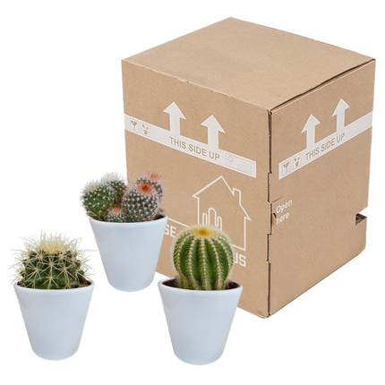 Kaktus Bolcactus Mix – 3 Pflanzen – Ø8,5cm Zimmerpflanzen im weißen Topf – Verschiedene Kugelkakteen – Pflegeleichte Mini-Kakteen für Fensterbank, Büro & Wohnzimmer