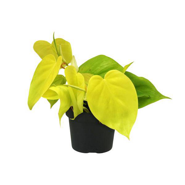 Baumfreund Philodendron Lime – Ø12cm – ↕20cm – Pflegeleichte Zimmerpflanze mit leuchtend grünen Blättern – Tropische Grünpflanze für Wohnzimmer, Büro & Schlafzimmer