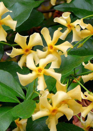Sternjasmin Trachelospermum 'Star of Toskana' – Gelb – Immergrüne Kletterpflanze – ca. 65cm Höhe – Duftender mediterraner Jasmin für Terrasse & Balkon