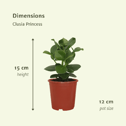 Signaturbaum Clusia Princess Zimmerpflanze Ø12cm ↕15cm – pflegeleichte Grünpflanze für Wohnzimmer, Büro & helle Standorte kaufen