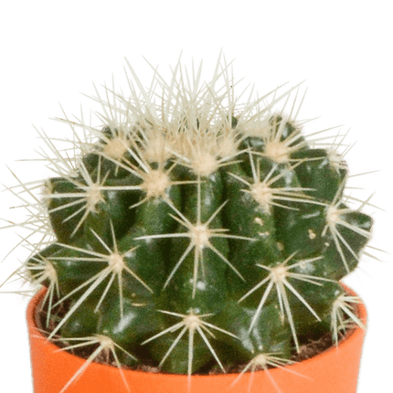 Kakteen Mix – 5 Pflanzen – Ø5,5cm Zimmerpflanzen im farbigen Kunststofftopf– Verschiedene Mini-Kakteen – Pflegeleichte Pflanzen für Fensterbank, Büro & Wohnzimmer