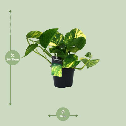 Efeutute Scindapsus Epipremnum Aureum – Ø12cm – ↕25cm – Pflegeleichte Rankpflanze & luftreinigende Zimmerpflanze – Grünpflanze für Wohnzimmer, Büro & Schlafzimmer