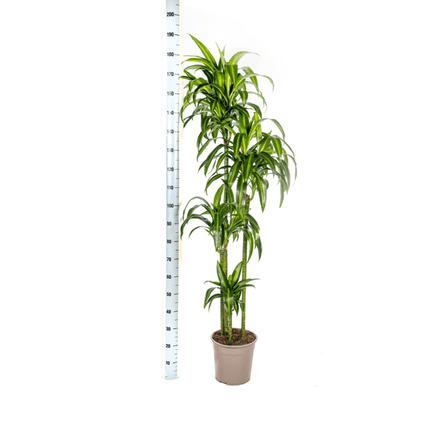 Drachenbaum Dracaena Deremensis Hawaiian Sunshine – Zimmerpflanze – Ø27 cm Topf – Höhe 180 cm – Tropischer Look & pflegeleicht