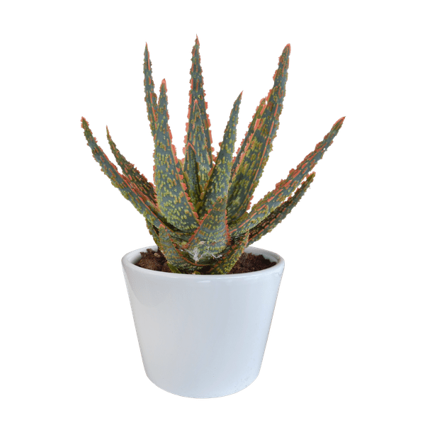 Aloe Zebrina Dannyz – Ø10,5cm Zimmerpflanze im weißen Topf – Sukkulente mit sternförmigen Blättern & orangefarbenen Akzenten – Pflegeleichte Pflanze für Fensterbank, Büro & Wohnzimmer