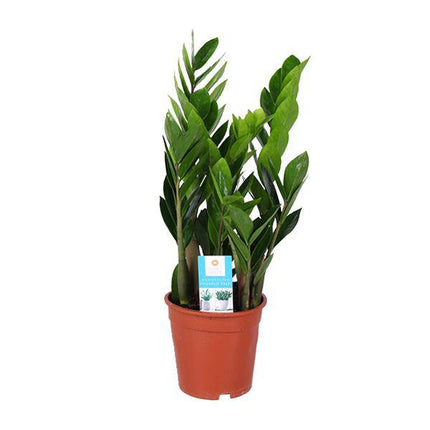 Glücksfeder – Zamioculcas Zamiifolia – Ø17cm – ca. 60cm hoch – pflegeleichte Zimmerpflanze für halbschattige Standorte – luftreinigende Grünpflanze