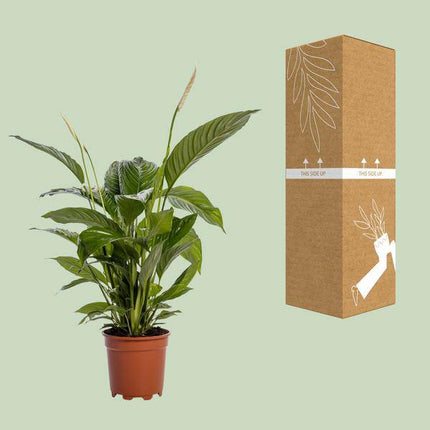 Einblatt – Spathiphyllum Bingo Cupido – Zimmerpflanze – Ø19cm – ↕80cm – Friedenslilie mit weißen Blüten – Pflegeleichte & luftreinigende Grünpflanze