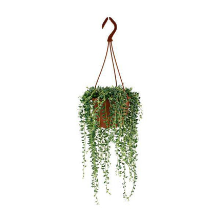 Erbsenpflanze – Senecio Herreianus – Zimmerpflanze – Ø12cm – ca. 20cm hoch – pflegeleichte Sukkulente mit hängenden Erbsen-ähnlichen Blättern