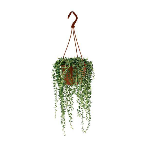 Erbsenpflanze – Senecio Herreianus – Zimmerpflanze – Ø12cm – ca. 20cm hoch – pflegeleichte Sukkulente mit hängenden Erbsen-ähnlichen Blättern