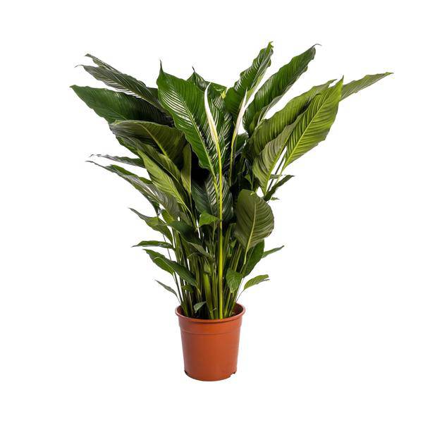 Einblatt Spathiphyllum Sweet Sebastiano Blanco – Ø24cm – ↕110cm – Pflegeleichte Friedenslilie mit weißen Blüten – Luftreinigende Zimmerpflanze für Wohnzimmer, Büro & Schlafzimmer