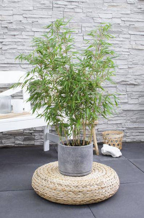 Schirmbambus Fargesia rufa Ø23cm ↕80cm – hochwertiges Produkt für Pflanzen, Garten, Zuhause, Dekoration & moderne Einrichtung